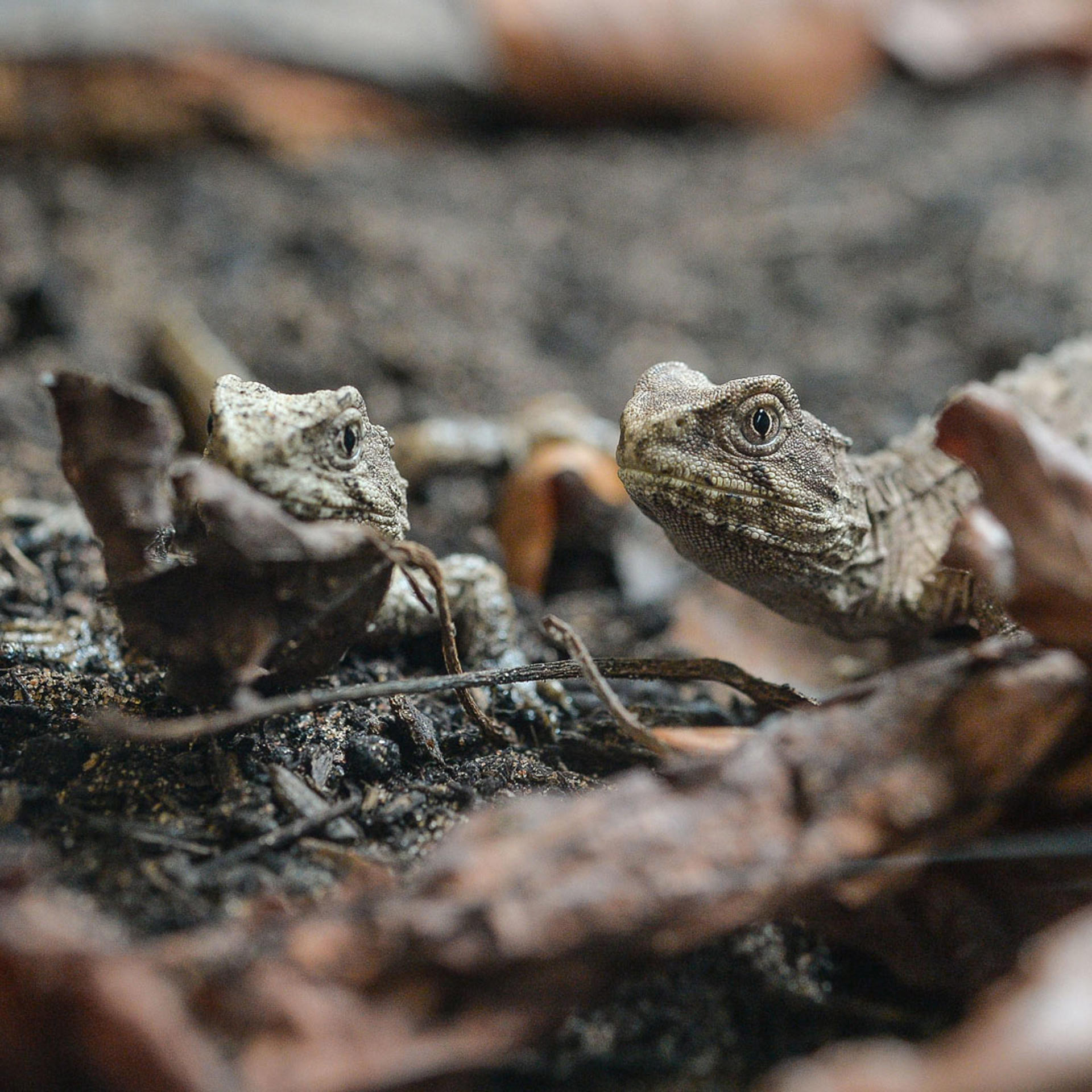 Tuatara 3