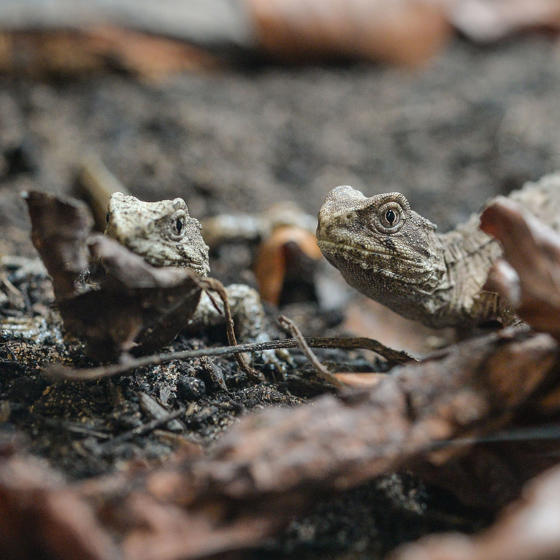 Tuatara 3