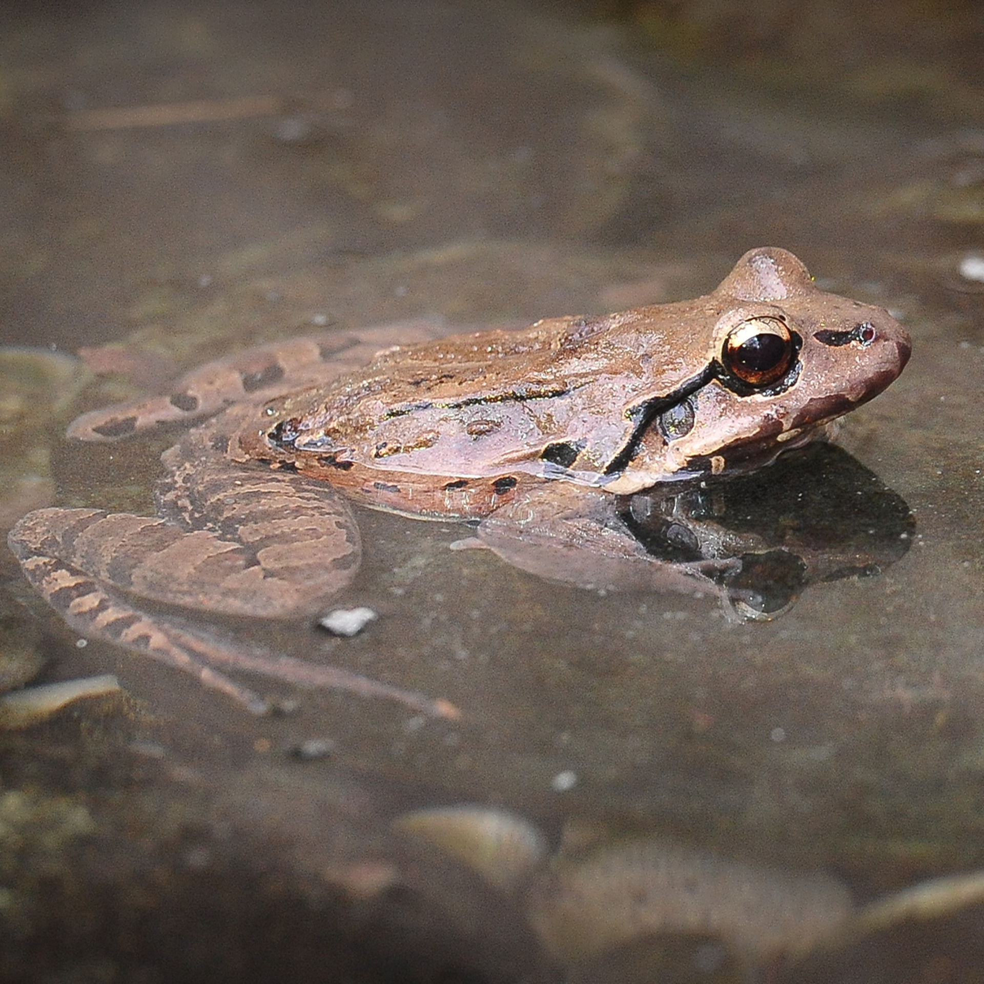 Mountain Chicken Frog at Chester Zoo