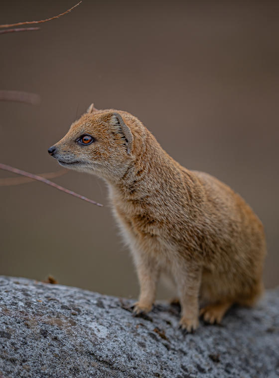 Hoa MONGOOSE 13