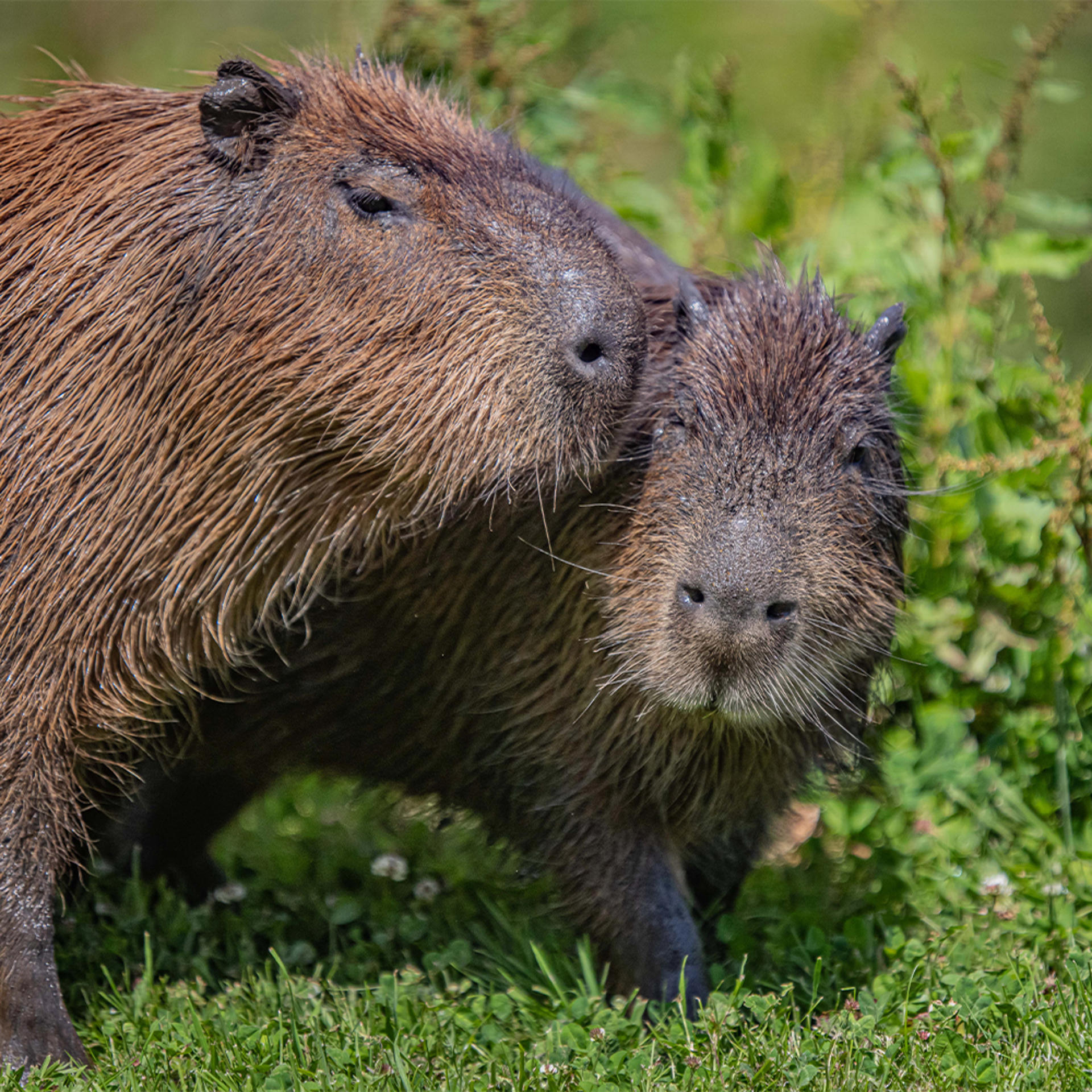 Capybara 2