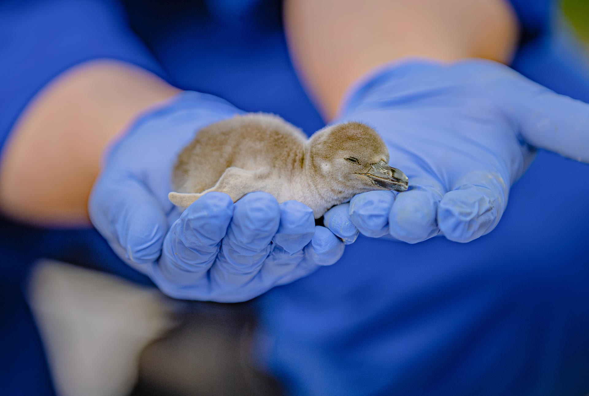 Penguinchicks25 31