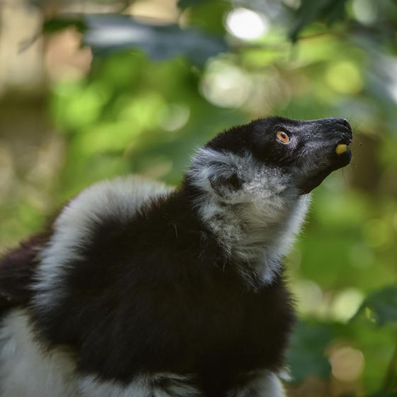 White Belted Ruffed Lemur In The Zoo Square 1