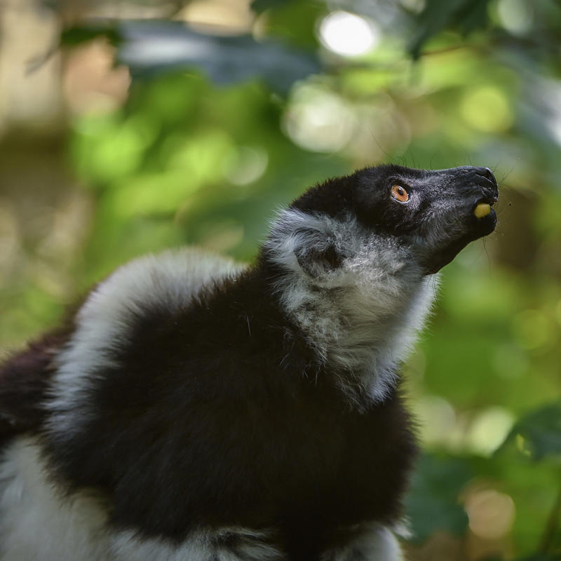 White Belted Ruffed Lemur In The Zoo Square 1