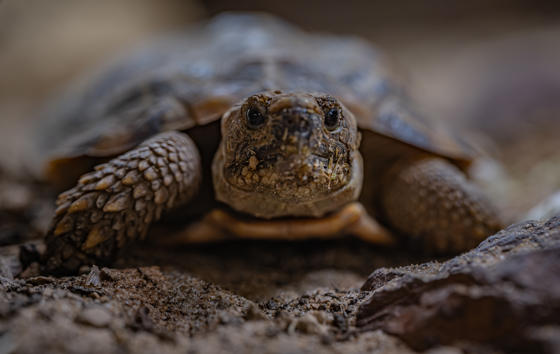 Pancake Tortoise 006