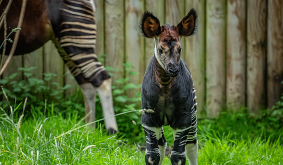 Okapi Born At Chester Zoo July 2023 1400X817px 2 1