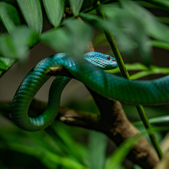 Blue Viper Square3