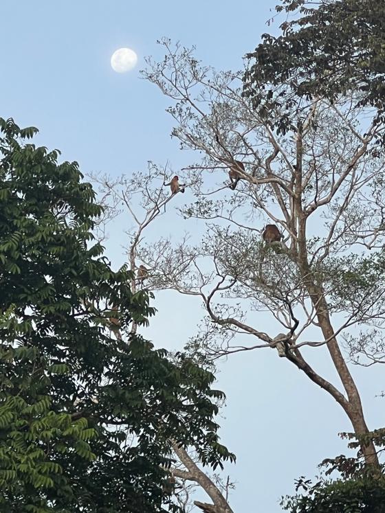 Proboscis Monkey Tree