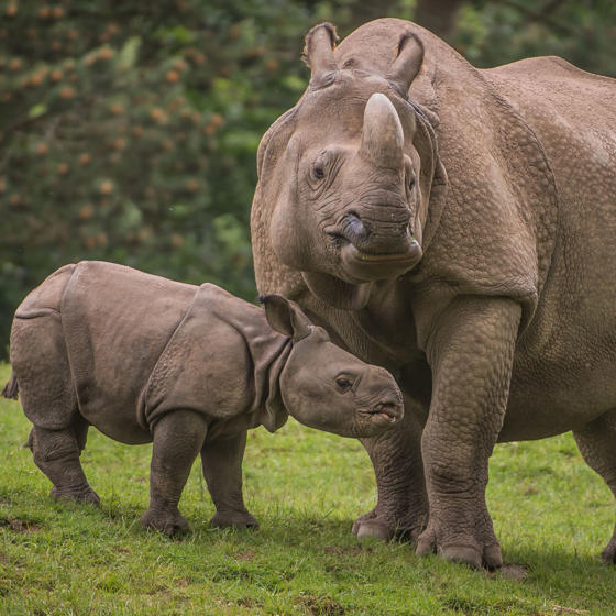 Greater One Horned Rhino 3