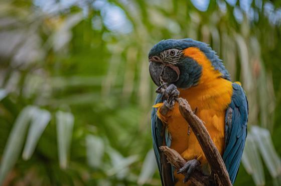 Blue. Macaw