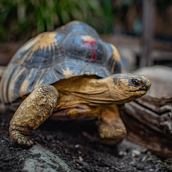 Radiated Tortoise 4