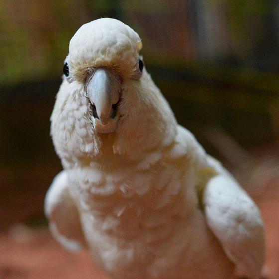 Philippine Cockatoo Medium