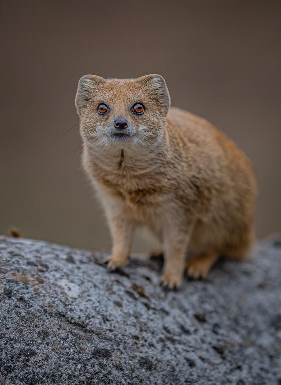 Hoa MONGOOSE 12