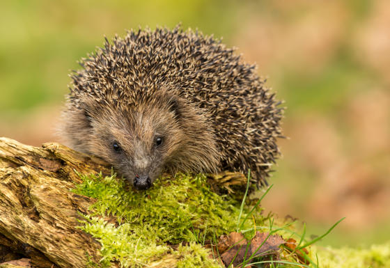 Hedgehog's Have Been Spotted By Conservationists Monitoring Threatened Wildlife At Chester Zoo's Nature Reserve