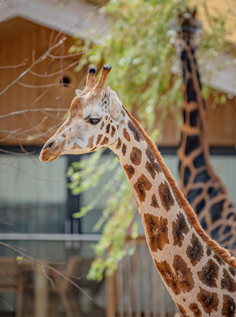 The Reserve At Chester Zoo Is Set To Welcome Its First Guests This August (20) Giraffe