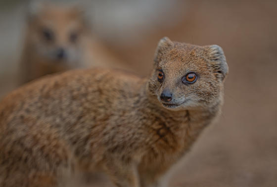 Hoa MONGOOSE 8