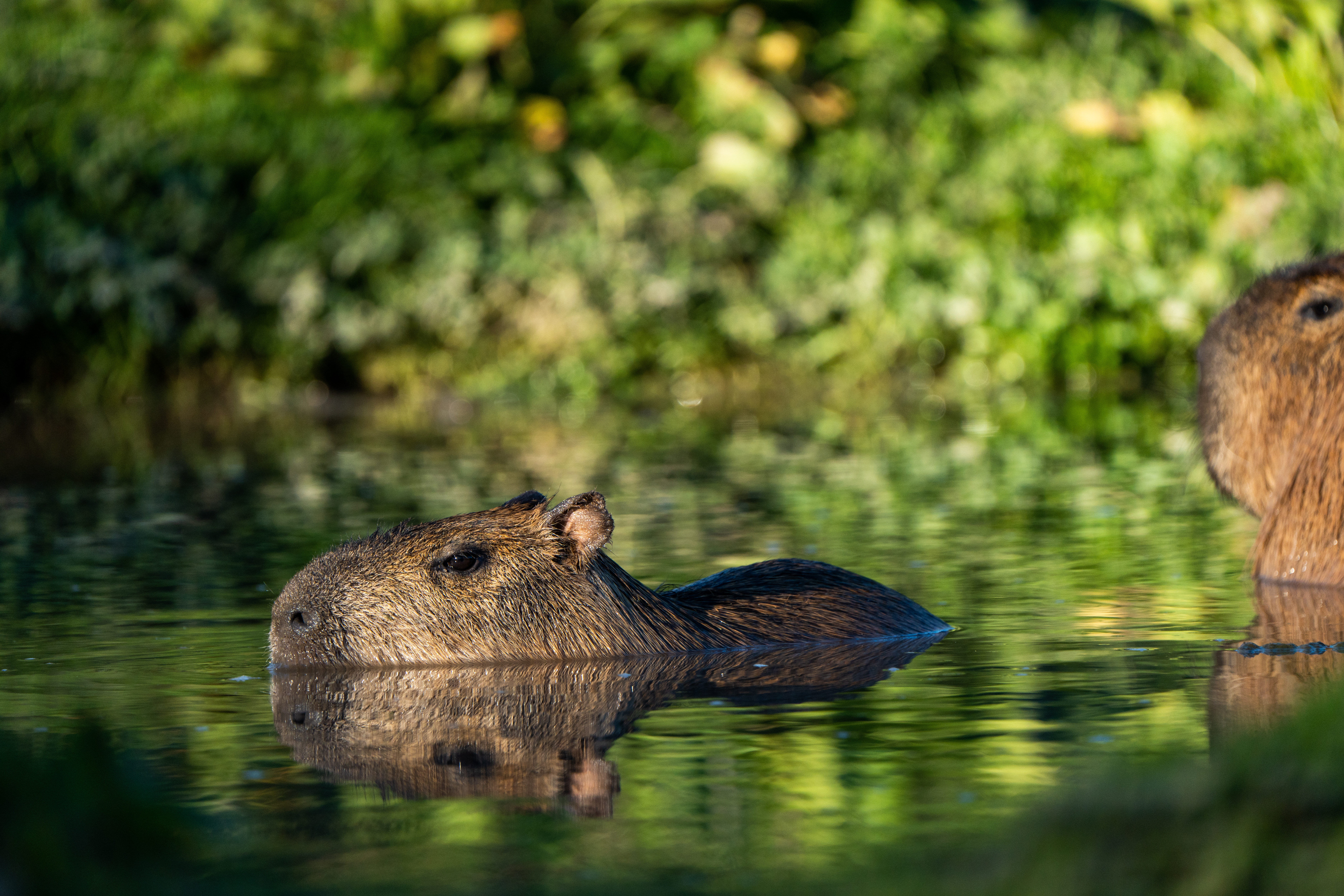 Capybara In Water