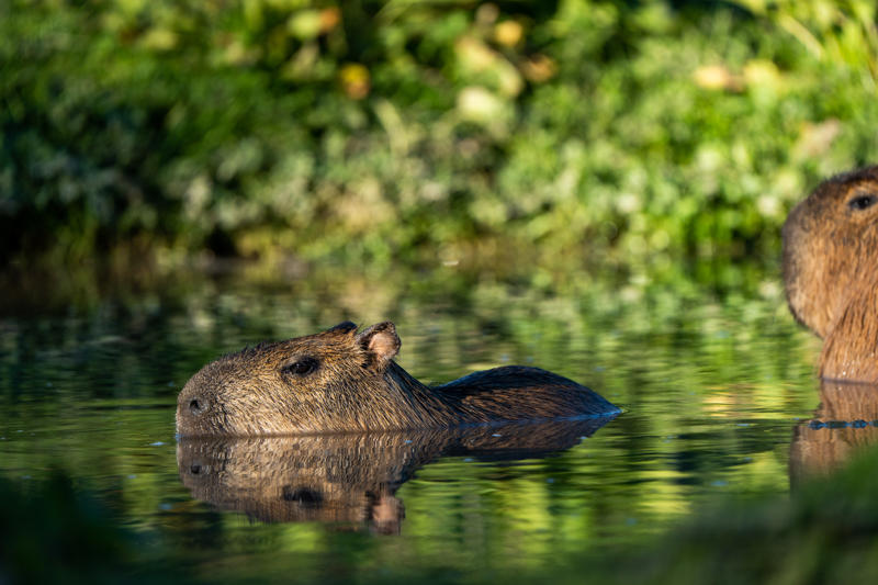 Capybara In Water