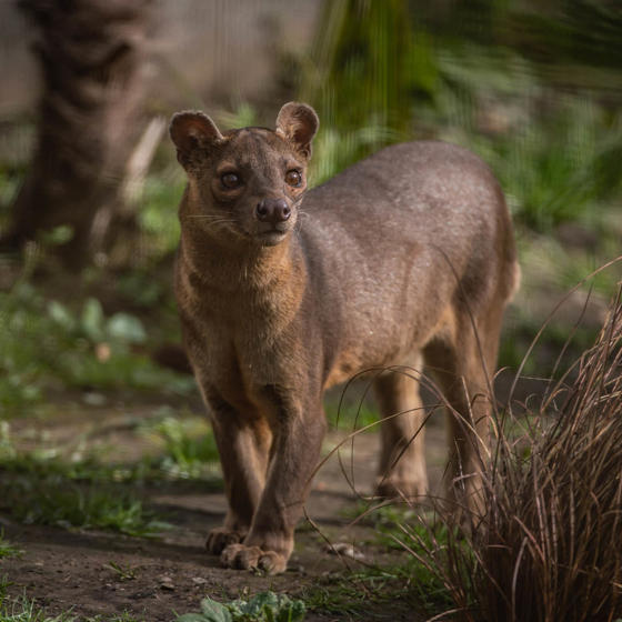 Fossa 3
