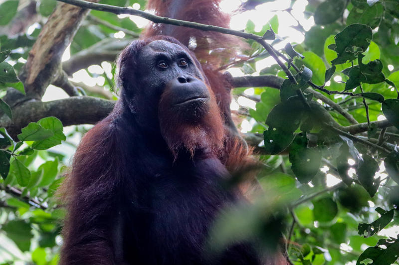 A close photo of a Bornean orangutan. She is in a tree and is looking past the camera to the horizon. She has ginger fur