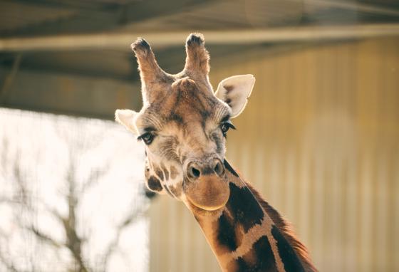 Northern Giraffe 1