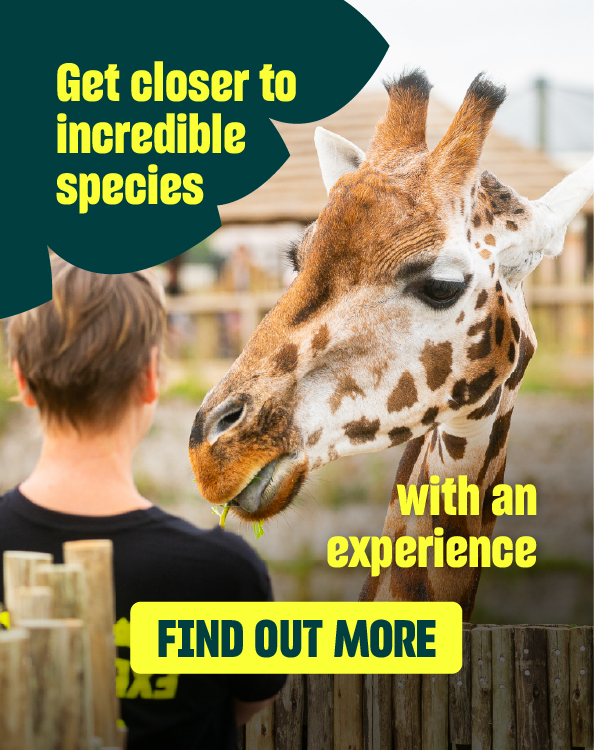Website Carousel EXPERIENCES