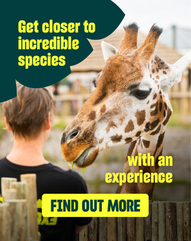 Website Carousel EXPERIENCES
