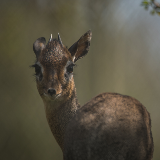 Kirk's Dik Dik 3