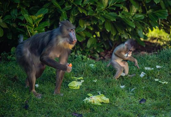 Mandrill 5