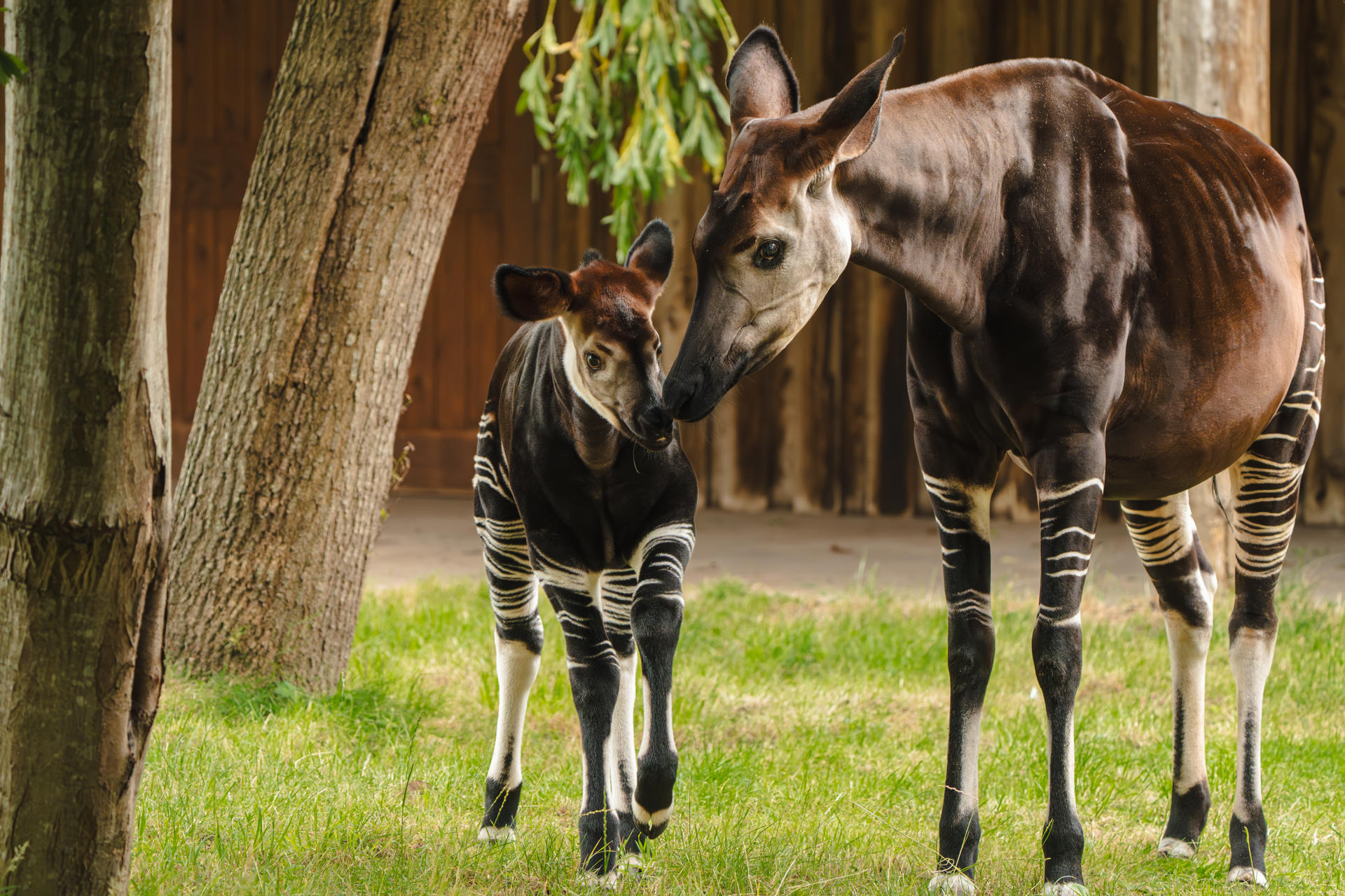 Okapi Calf Miloli Leaves The Nest For The First Time And Steps Into The Sunshine For His First Outdoor Adventure5 (1)