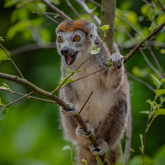 Crowned Lemur 1