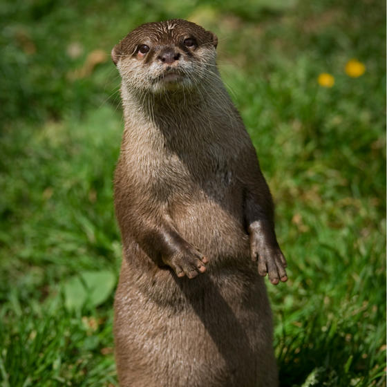 Asian Short Clawed Otter 5