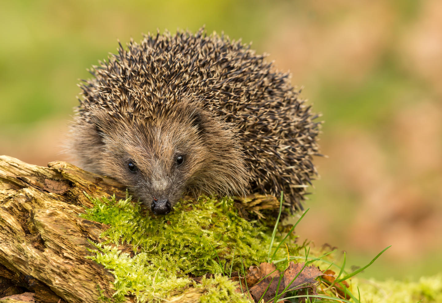 Hedgehog On A Mossy Branch