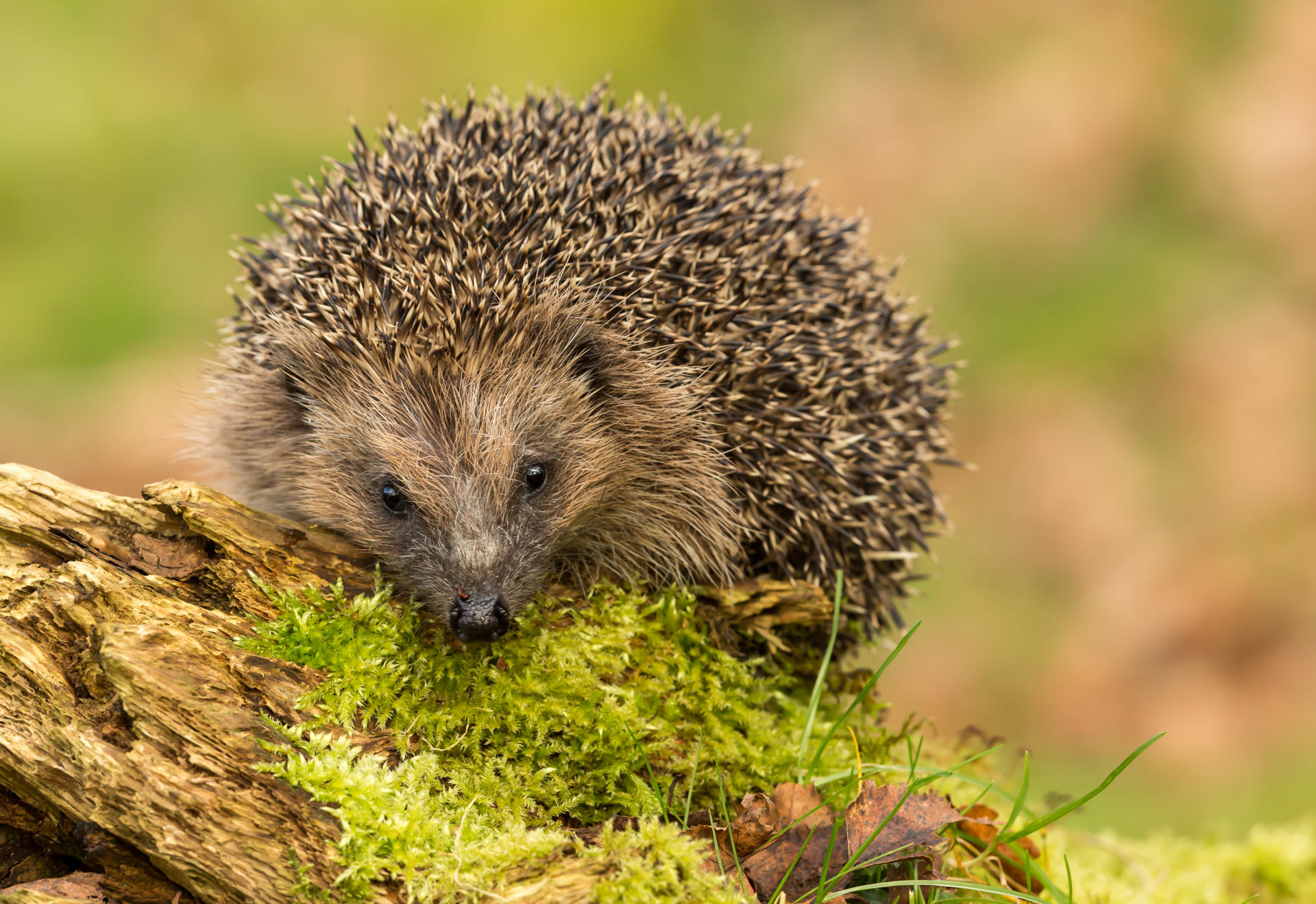 Hedgehog On A Mossy Branch