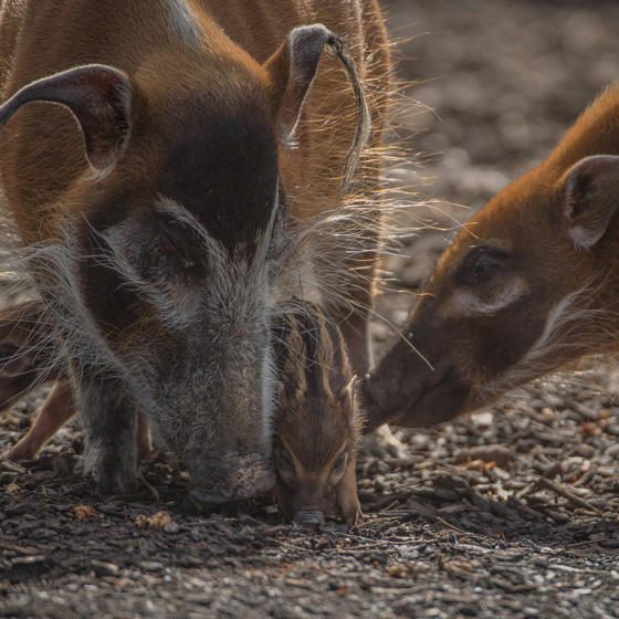 Red River Hog 2