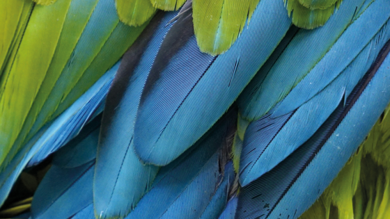 Membership Card Background