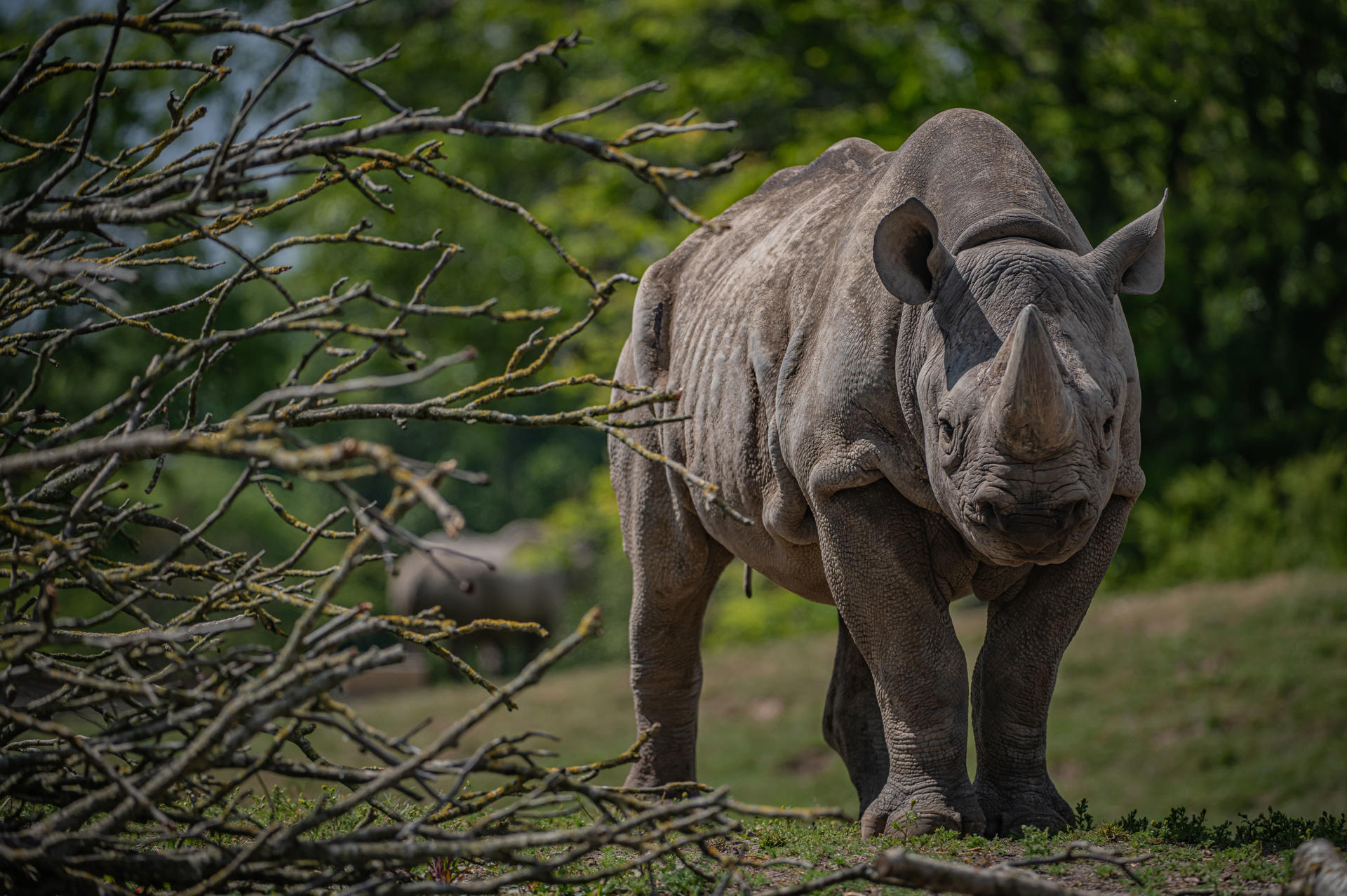 Black rhino