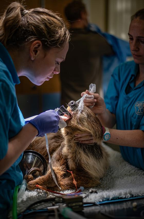 A Two Toed Sloth Has Undergone Pioneering Dental Surgery At Chester Zoo To Cure Toothache2