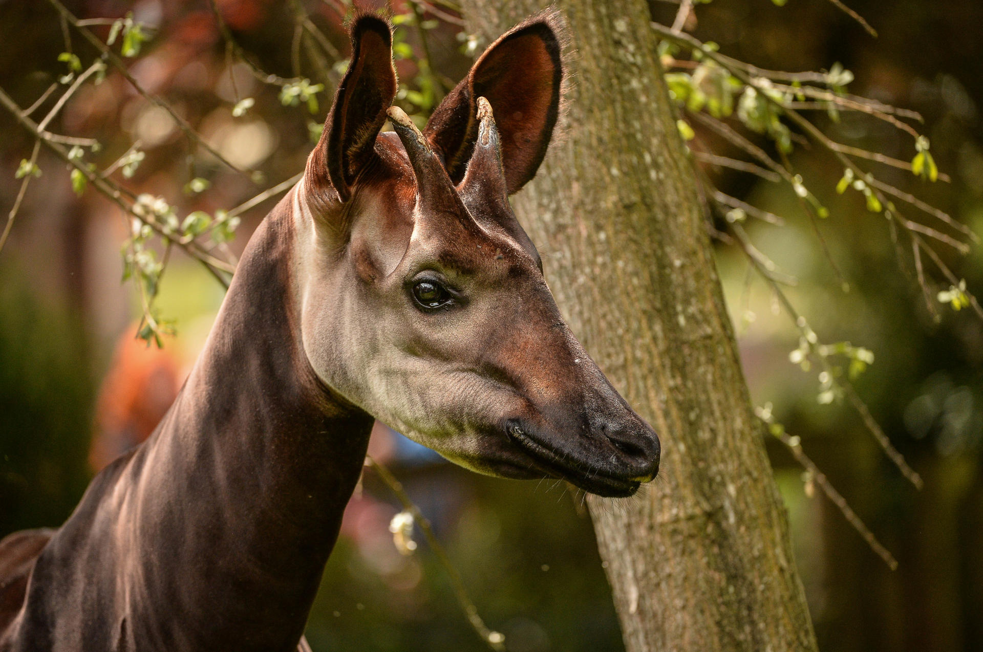 Okapi Dicky (12)