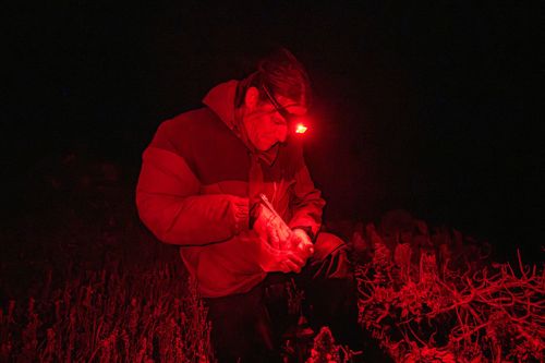 Conservationist releasing Desertas Island snails at night with a red spectrum torch