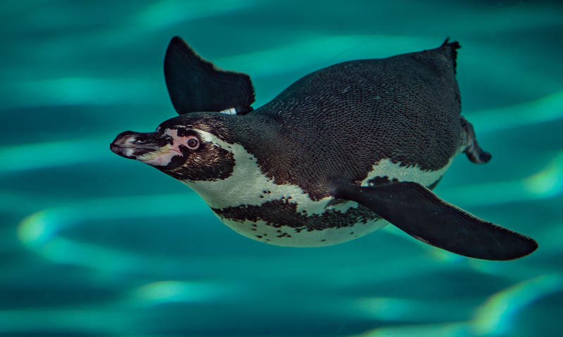 Humboldt penguin swimming at Chester Zoo