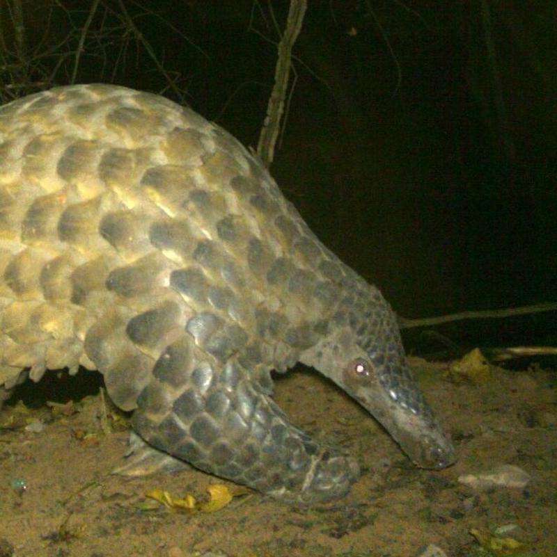 Giant Pangolin In The Wild SQUARE