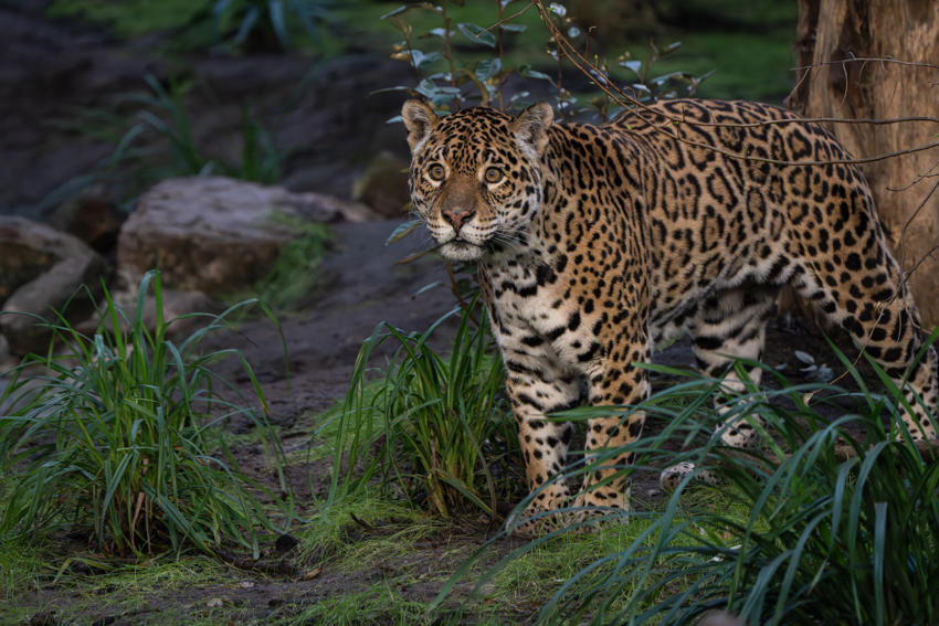 Mother And Son Jaguar Duo Bonita And Remi Explore Their New Retirement Home At Chester Zoo. Pictured Bonita4