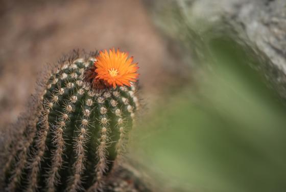 Cactus 6