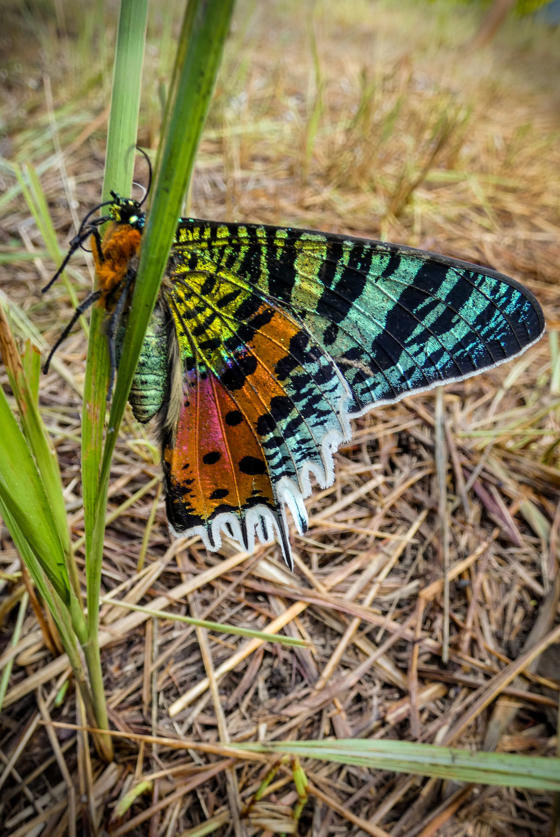 Biggest Madagascar Butterfly Survey Taking Place (Copyright Madagasikara Voakajy) Species Chrysiridia Rhipheus