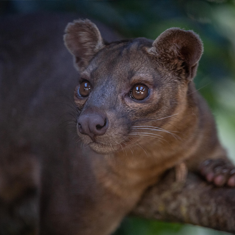 Fossa 7