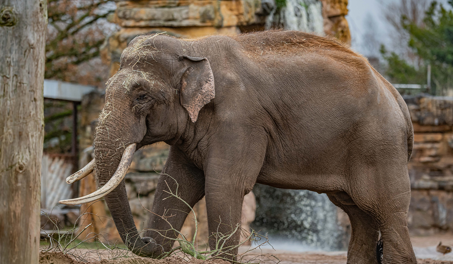 Aung Bo Asian Elephant