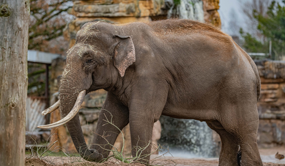Aung Bo Asian Elephant