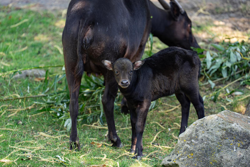 At Just Two Weeks Old, The Female Anoa Calf Has Stepped Outside Of Her Den For The Very First Time1