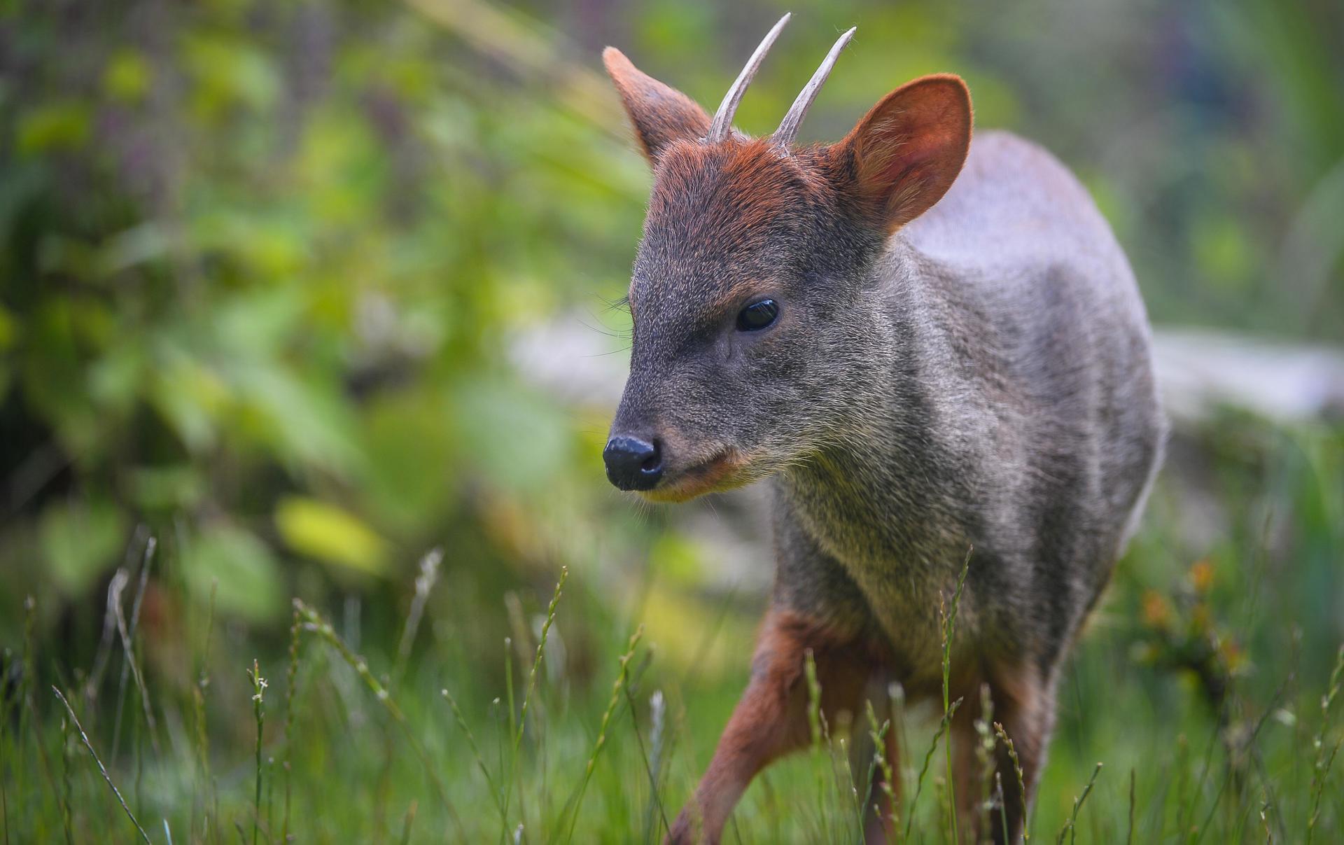 Pudu at Chester Zoo
